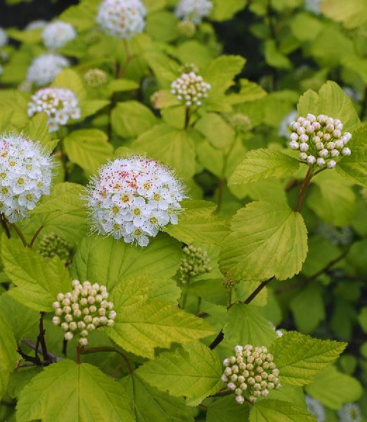 Physocarpus opulifolius 'Dart's Gold'